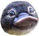 platypus_uwu platypus_uwu
