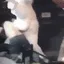 a_zBunnyfight