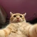 oh_cat oh_cat