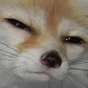 dog_squint
