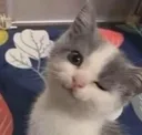 cat_wink