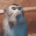 monke