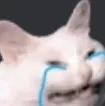 Crying Cat cryingcat Discord Emoji