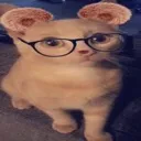 awesomecat Discord Emoji