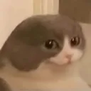 baldcat