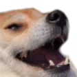 kek_doggy