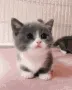 meow meow