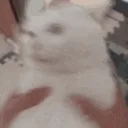 SHAKE