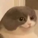 WTF