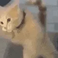 givemeattention