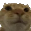 catno