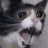 Cat_scream