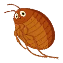 flea