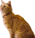 Lincolncat