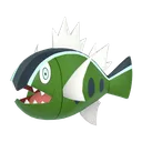 basculinwhite