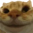 Sisi