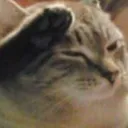 cattosalute