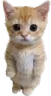 Cat_sad