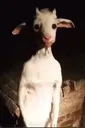 goatreaction goatreaction