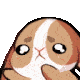 bunnygimme