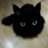 catBall