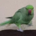 greenOtw