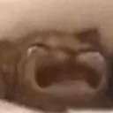 p_cat_sad