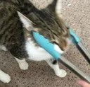 cookcat