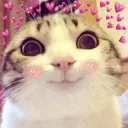 Flushed_cat