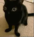 goobercat goobercat