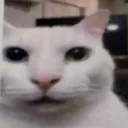 m_gatoque2