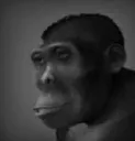 Chad_Ape Chad_Ape