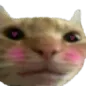 cattoblush cattoblush