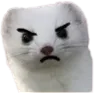 angyferret