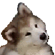 spindog