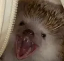 hedgehog_scream