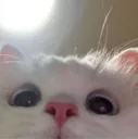 Cat_hai