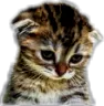 Cat Sad Cat_Sad Discord Emoji