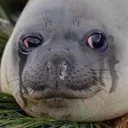 cryingseal cryingseal