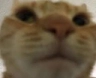 KU_CotSerious Discord emoji