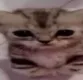 catEdgar
