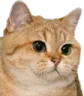 cat1