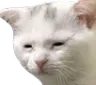 nochungus