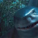 SharkyBoi