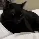 ED_ShleepCat