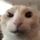 fimeow Discord Emoji