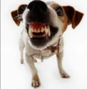 grr