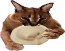 floppa_pelmeni_2