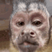 Monkeycaviar Discord emoji