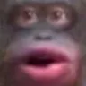 monkey_bruh